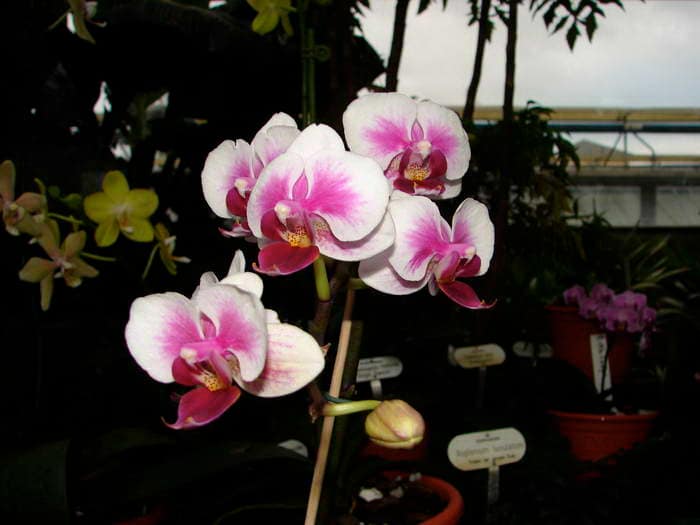 Phalaenopsis equestris 7 DSC08950