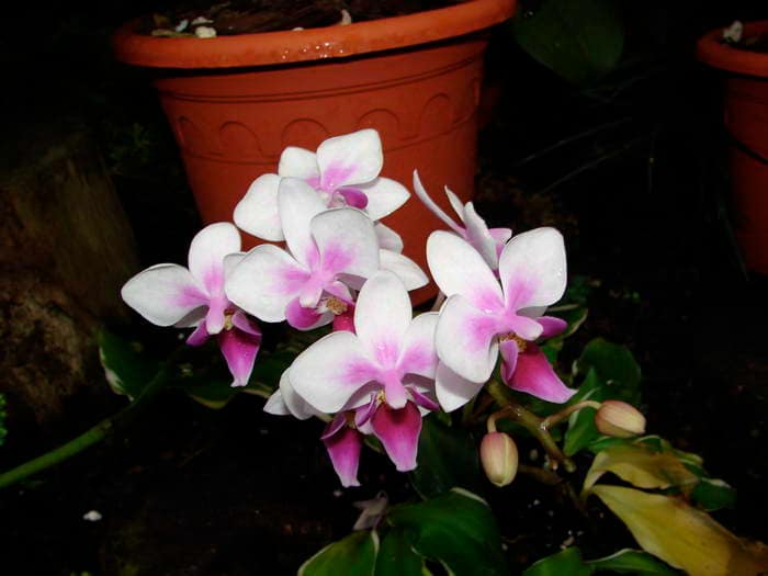 Phalaenopsis equestris 6 DSC08958