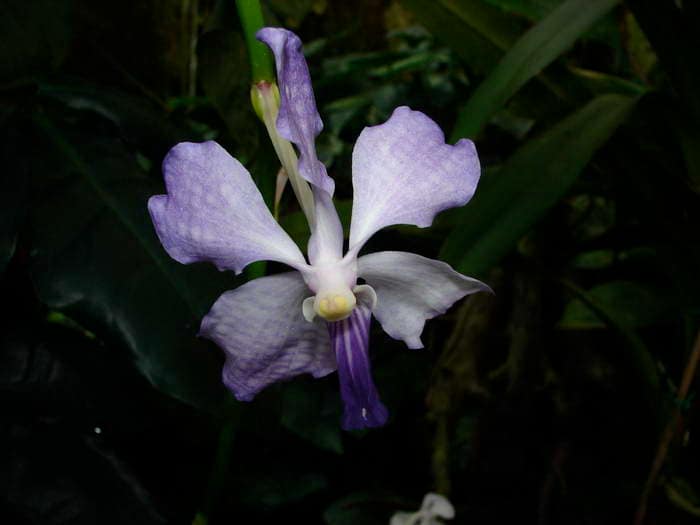 Vanda 5 DSC09031