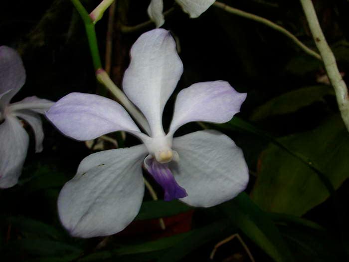 Vanda 4 DSC09033
