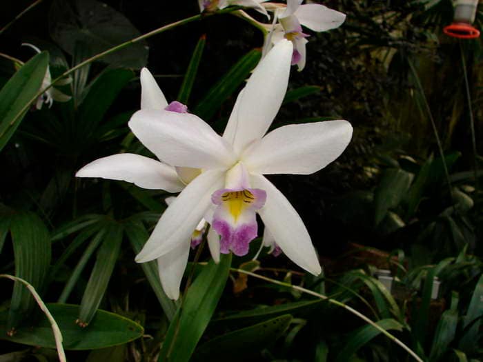 Cattleya 13 DSC09038