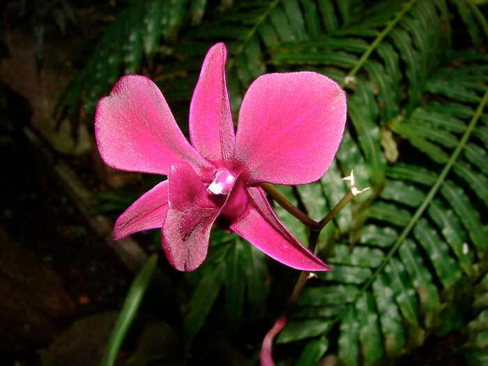 Dendrobium 24 DSC09039