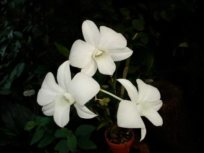 Dendrobium 23 DSC09040