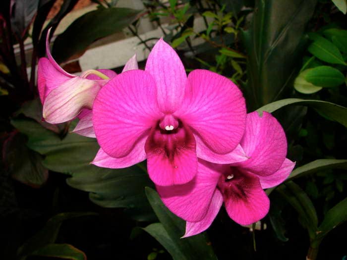 Dendrobium 14 DSC09045