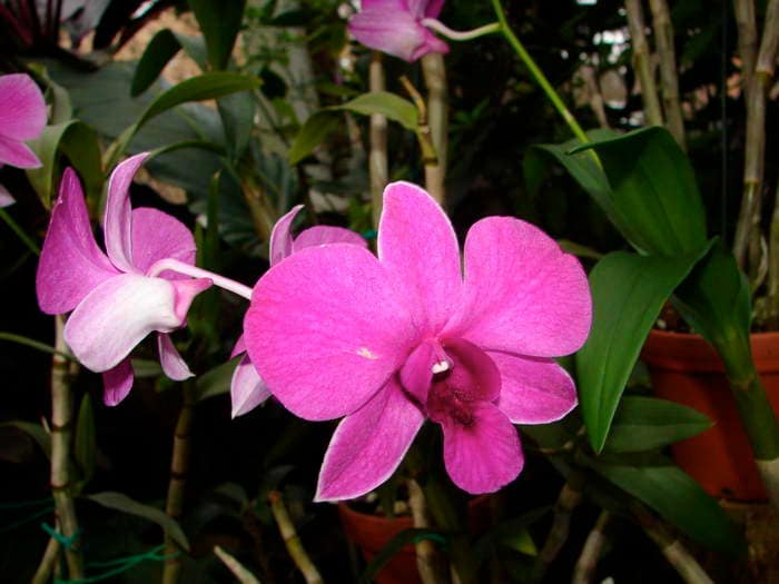 Dendrobium 25 DSC09046
