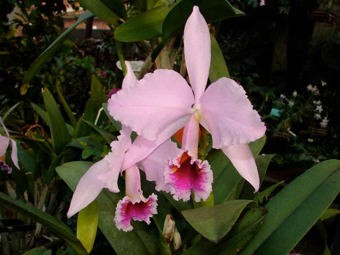 Cattleya 4 DSC09057