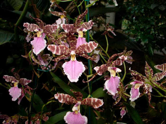 Oncidium 8 DSC09074