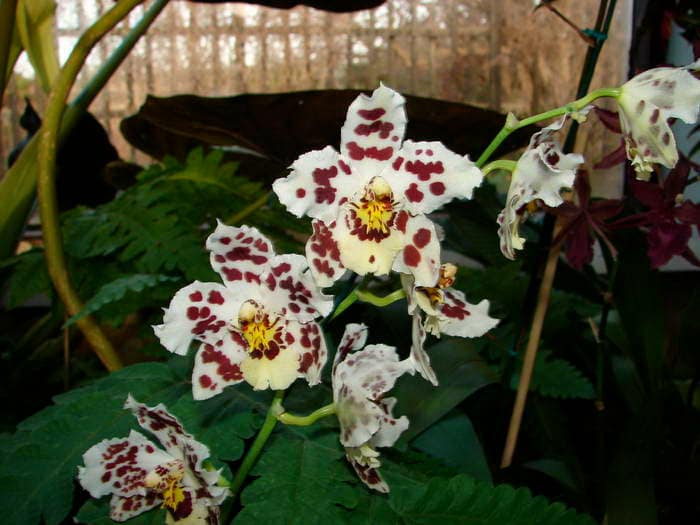 Oncidium 10 DSC09100