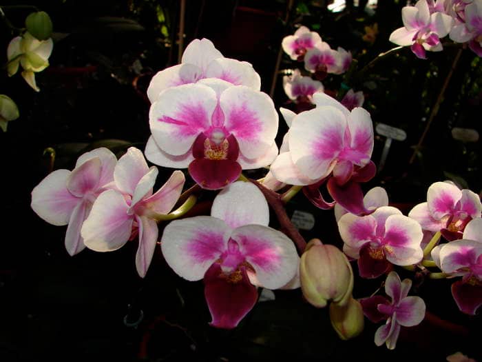 Phalaenopsis