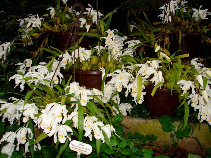 Coelogyne cristata 13 Dsc09566