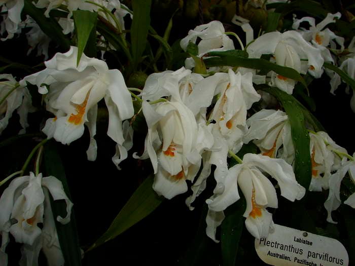 Coelogyne cristata 12 Dsc09567