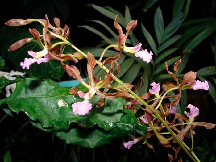 Meine Top 6 Mittelamerika Orchideen 20 dsc09569