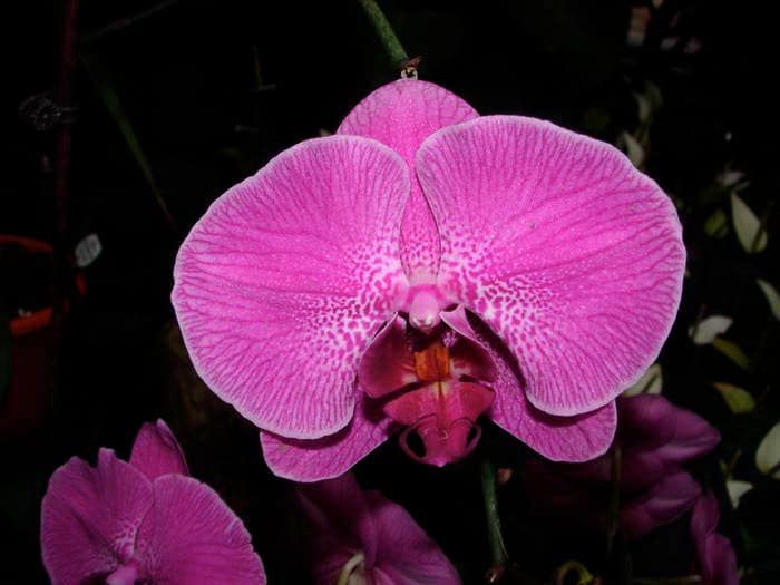 Phalaenopsis 8 DSC08890