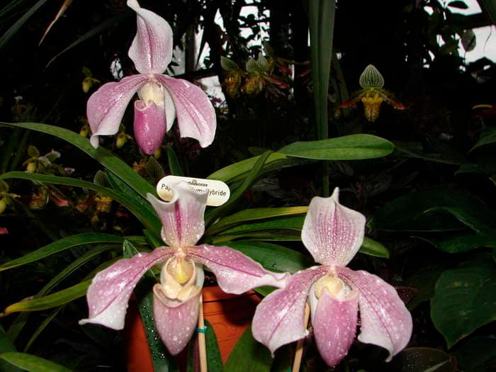 Frauenschuh Orchideen 7 Dsc08894