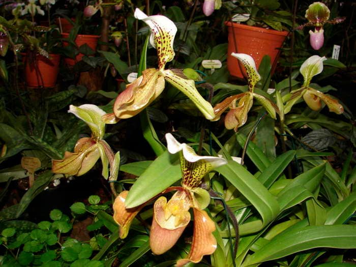 Frauenschuh Orchideen 5 Dsc08896