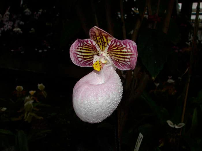 Frauenschuh Orchideen 8 Dsc08897