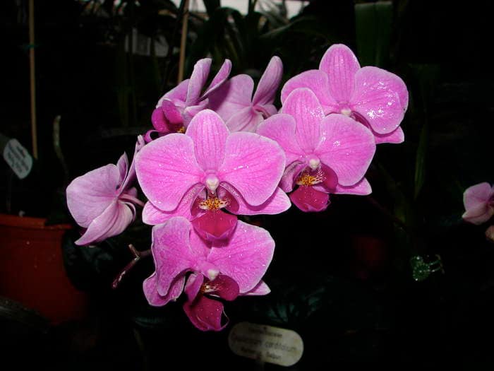 Phalaenopsis 7 DSC08911