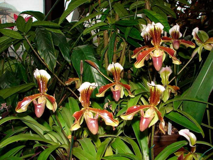 Frauenschuh Orchideen 4 Dsc08914