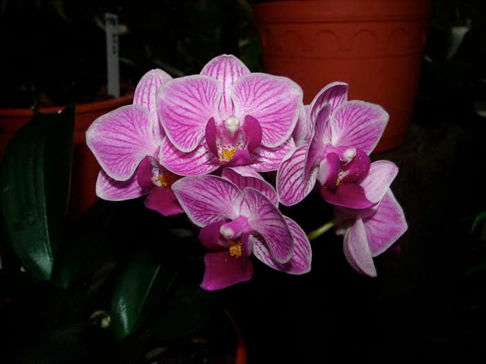 Phalaenopsis 6 DSC08936