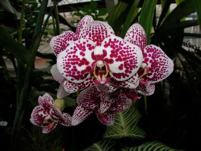 Phalaenopsis 5 DSC08979