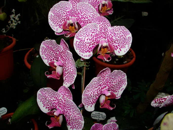 Phalaenopsis 4 DSC08982