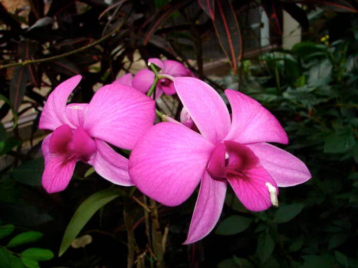 Dendrobium biggibum