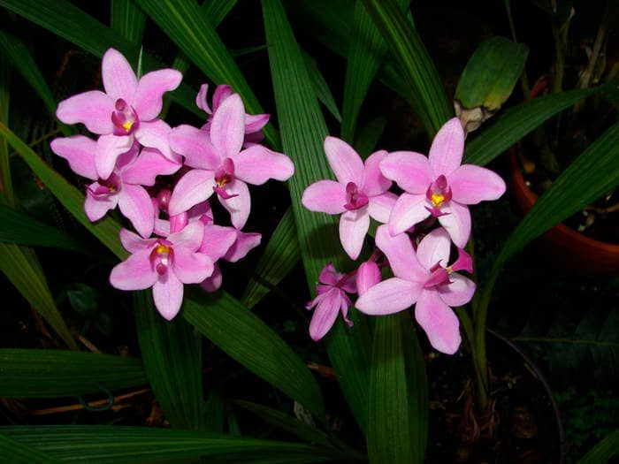 Orchideen Pflegekalender