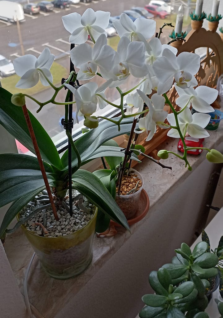 #4 Erfahrung über Colomi 3 IMG_20230109_100423