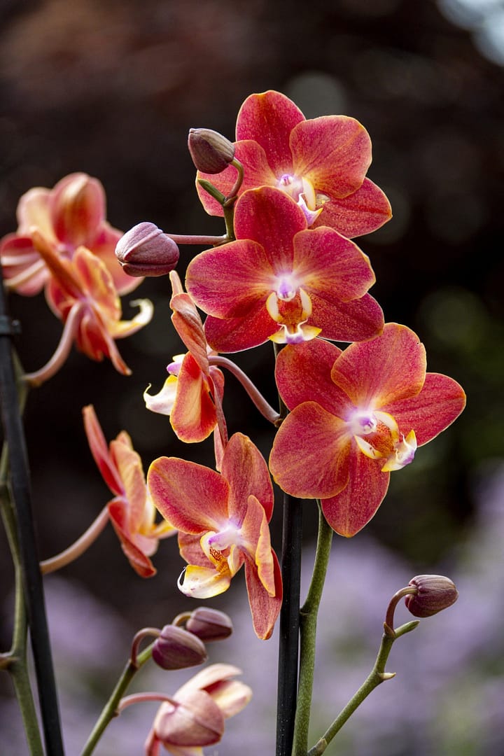 Phalaenopsis Horizon