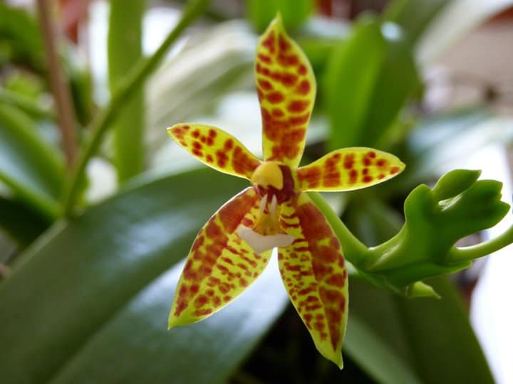 Phalaenopsis Valentinii 3 pinnwand-fotos_13