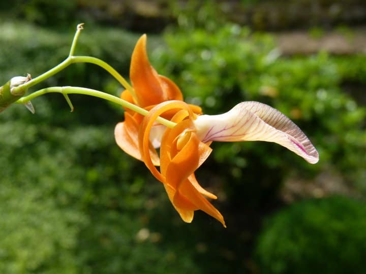 Dendrobium 18 pinnwand fotos 17