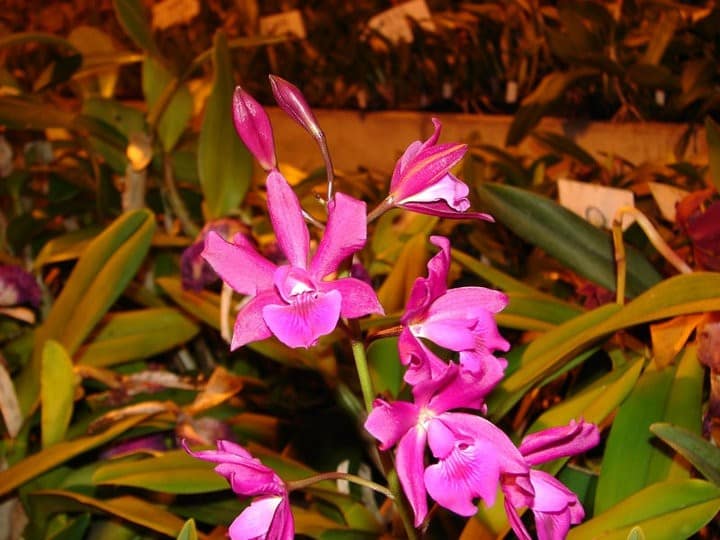 Encyclia 11 orchids & more - ismaning - 09.02.2010_25