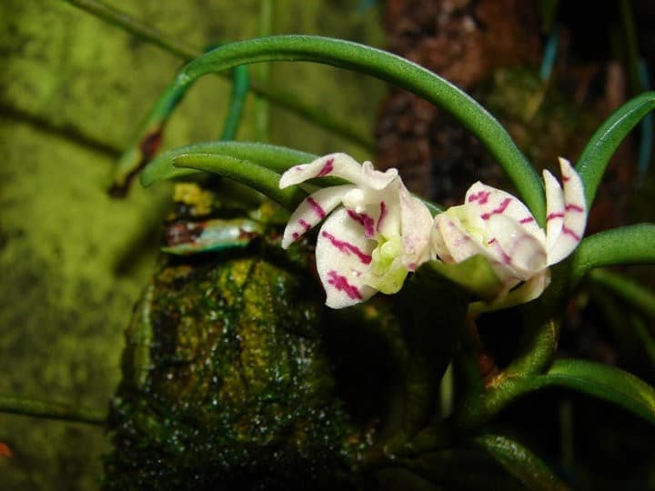 Fotogalerie 55 orchids more ismaning 09.02.2010 33