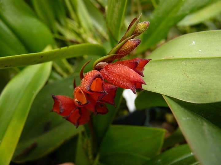 Fotogalerie 53 orchids more ismaning 17.07.2010 16