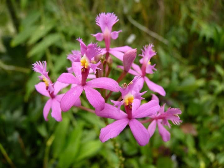 Fotogalerie 54 orchids more ismaning 17.07.2010 17
