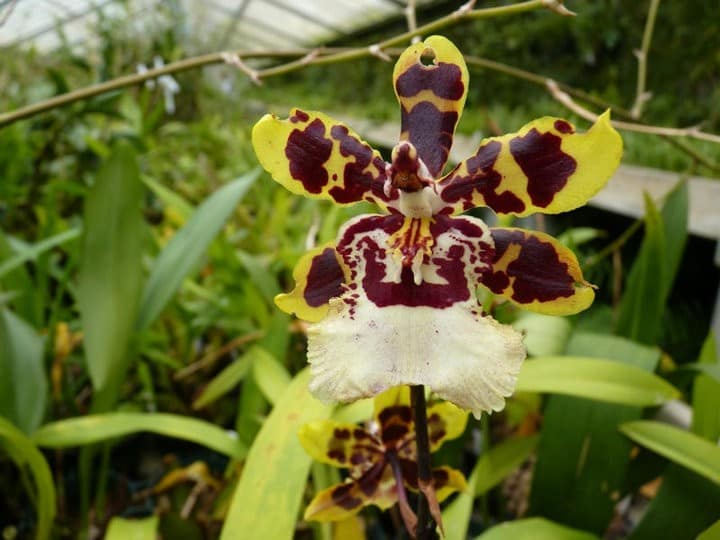 Fotogalerie 51 orchids more ismaning 17.07.2010 24