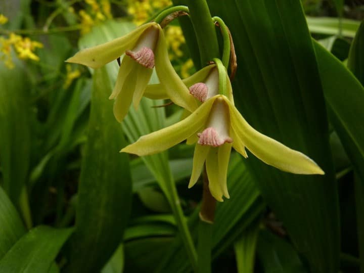 Fotogalerie 52 orchids more ismaning 17.07.2010 25