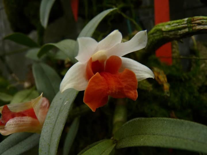 Dendrobium bellatulum 3 orchids & more - ismaning - 17.07.2010_26
