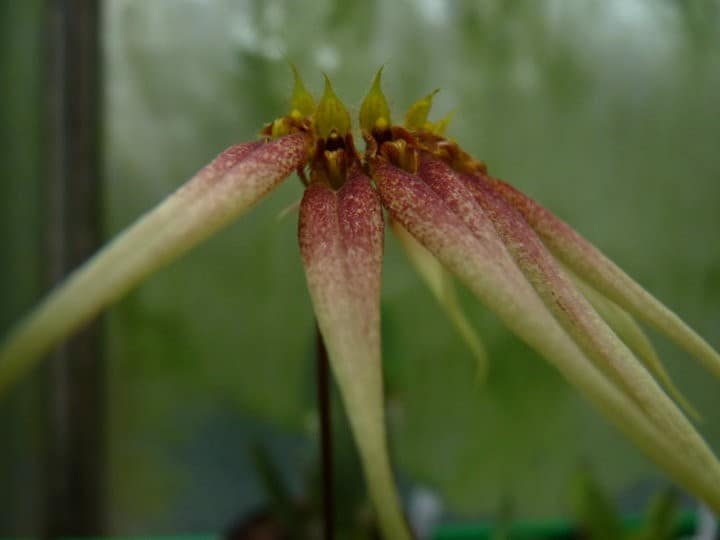 Bulbophyllum 6 orchids more ismaning 17.07.2010 28