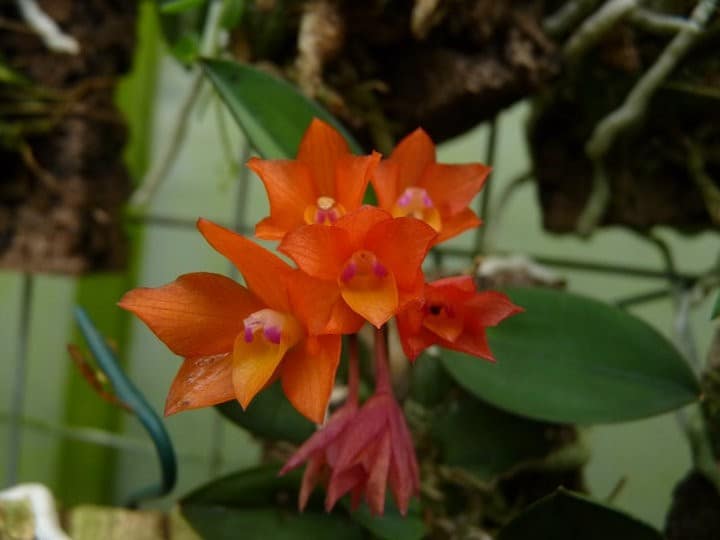 Fotogalerie 49 orchids more ismaning 17.07.2010 32
