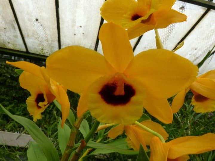 Dendrobium chrysanthum 2 orchids & more - ismaning - 17.07.2010_4