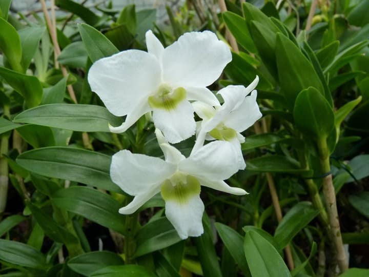 Dendrobium 11 orchids more ismaning 17.07.2010 41