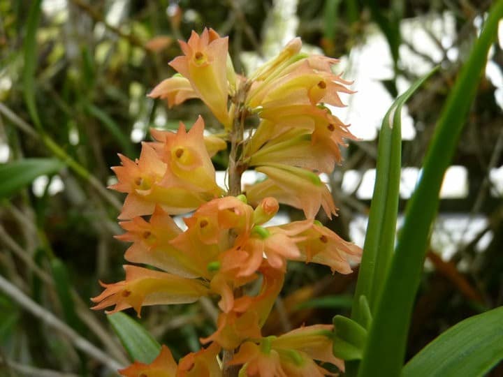 Fotogalerie 46 orchids more ismaning 17.07.2010 46