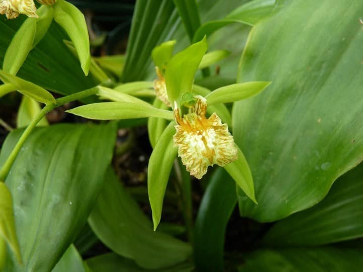 Fotogalerie 45 orchids more ismaning 17.07.2010 49