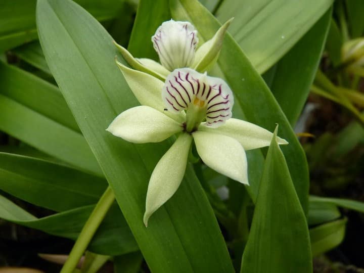 Encyclia 8 orchids & more - ismaning - 17.07.2010_52