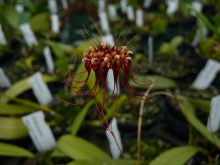 Bulbophyllum 2 orchids more ismaning 17.07.2010 60
