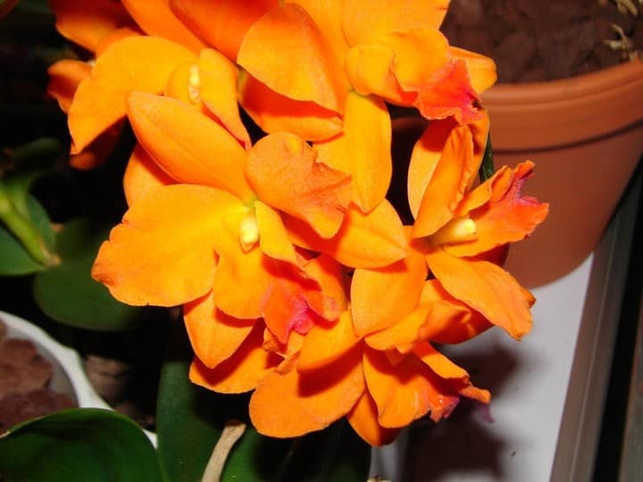 Cattleya die nächste große Gattung auf Youtube 2 was dem gärtner so blüht!_10