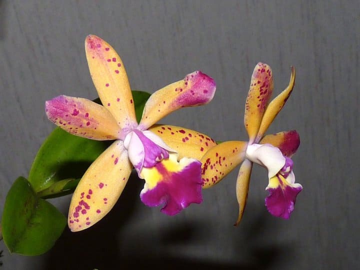 Cattleya 2 was dem gaertner so blueht 13