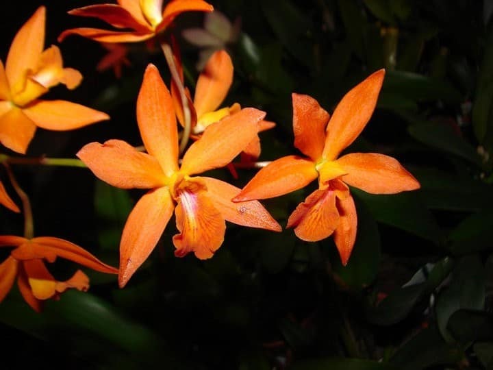 Cattleya 3 was dem gaertner so blueht 9