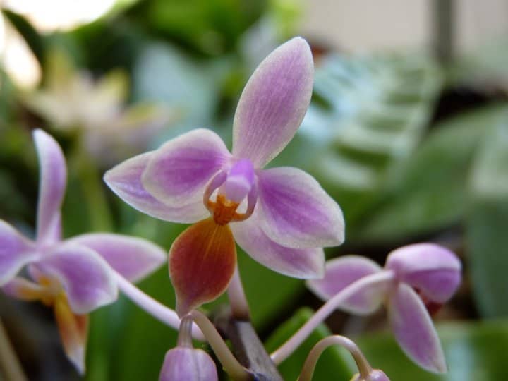 Phalaenopsis equestris